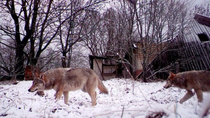 Investigan si los lobos mutantes de Chernobyl desarrollan resistencia al cáncer