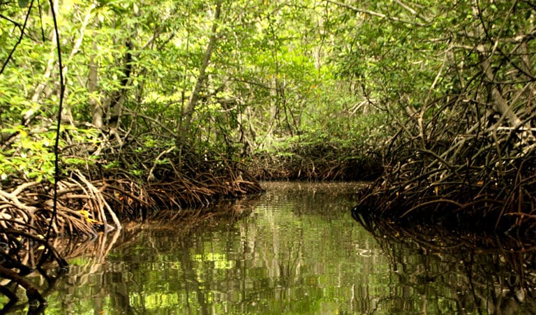 Video: Crean científicos mexicanos método para evitar pérdida de manglar