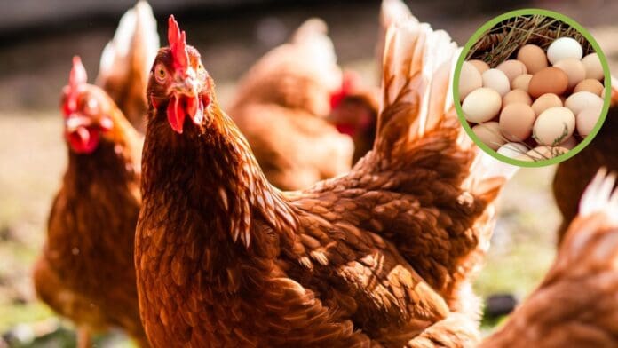 Nuevo estudio encuentra la respuesta a ¿Qué fue primero, el huevo o la gallina?