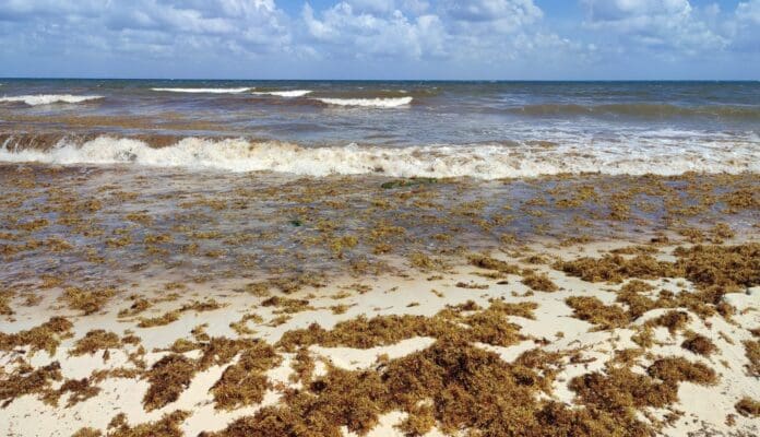 Clausura la gobernadora Mara Lezama Espinosa la temporada 2024 de arribo de sargazo a las costas de Quintana Roo.