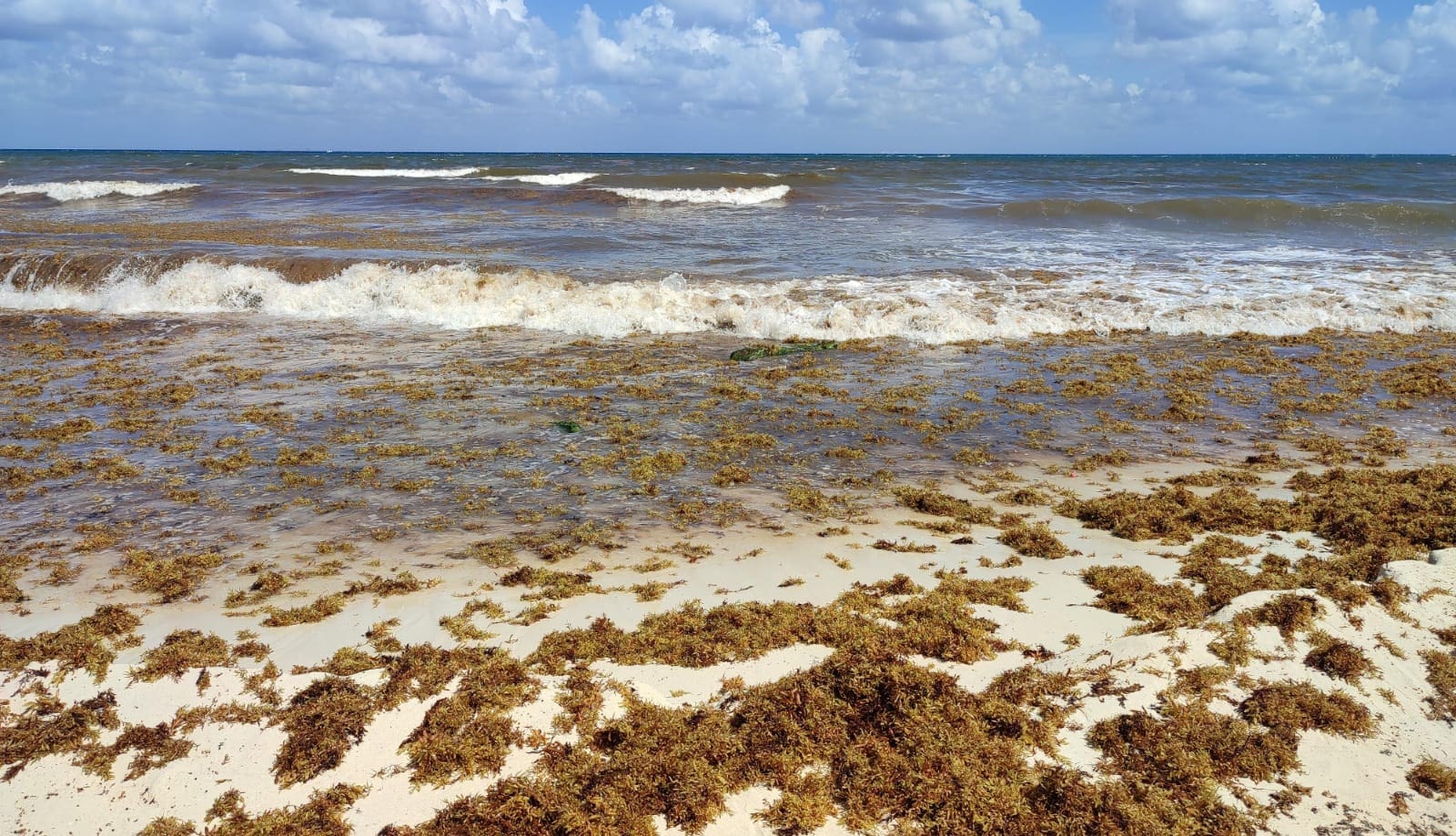 Clausura Mara Lezama la temporada 2024 de arribo de sargazo a las costas de Quintana Roo
