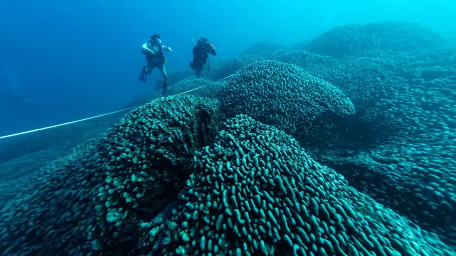 Conoce dónde está el coral más grande del mundo; mide más de mil metros cuadrados