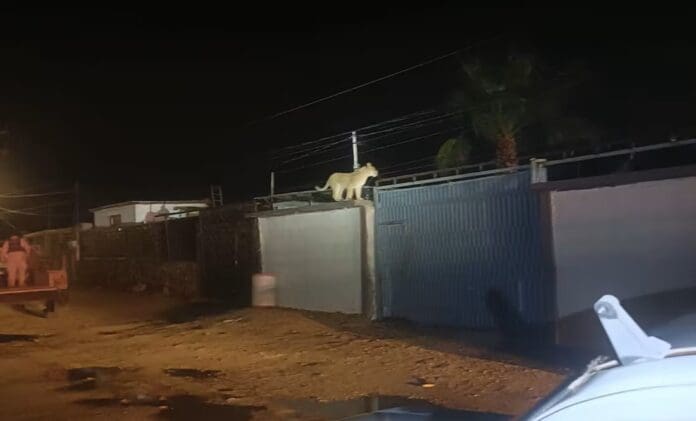 Capturan a leona deambulando por calles de Ciudad Juárez, Chihuahua