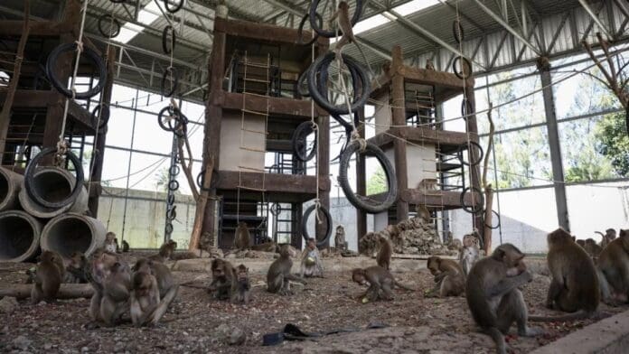 Video: Se fugan 200 monos de un refugio y acorralan a policías en una comisaría en Tailandia