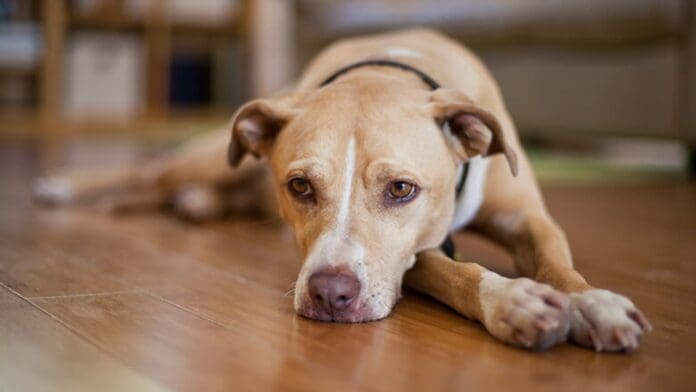 Perros también sufren de ansiedad y depresión, ¿cómo ayudarlos?