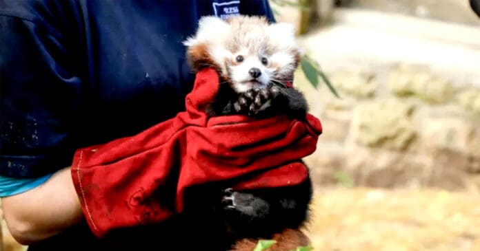 Muere bebé panda rojo a causa de estrés por pirotecnia en zoológico de Escocia