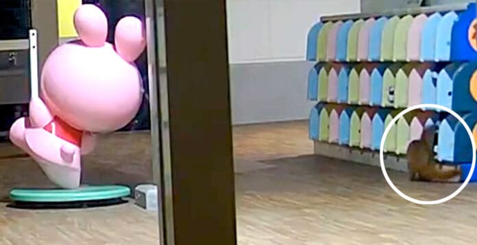 Captan en video a comadreja hurtando zapatos en un kínder de Japón