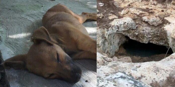 Un perro fue rescatado en Cancún luego de que cayera en un cenote. Por fortuna no resultó con lesiones de consideración.