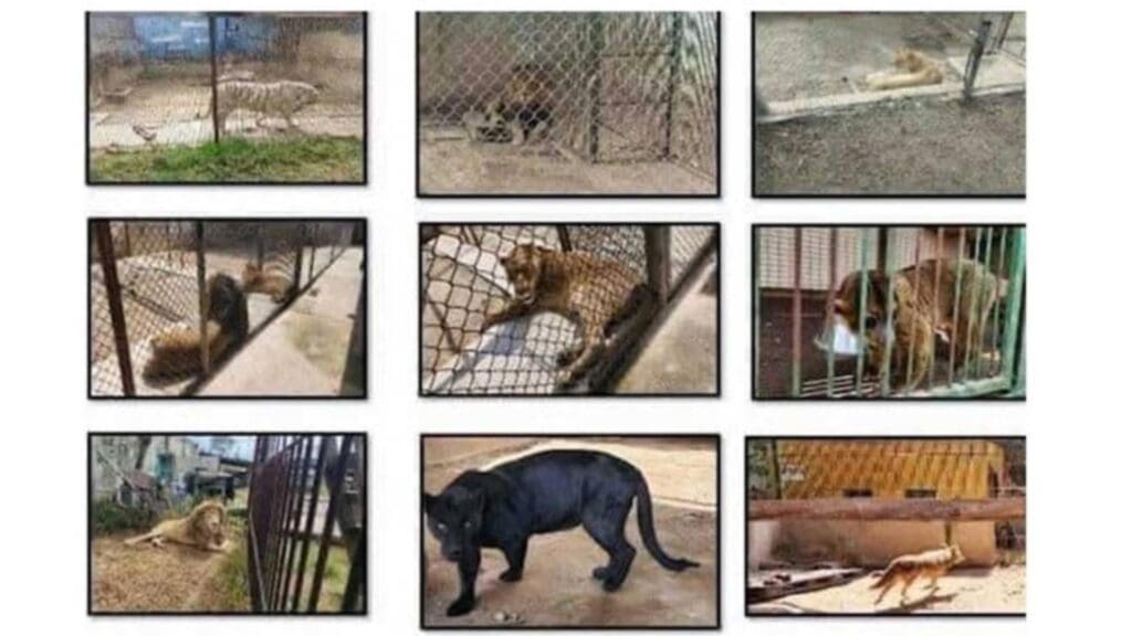 Detienen a 40 personas y decomisan más de 20 animales exóticos en Edomex