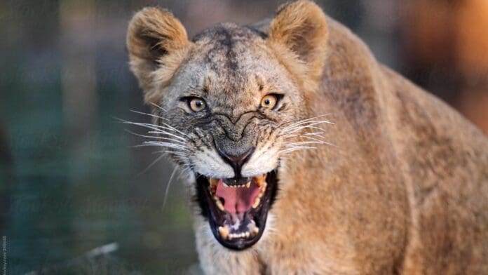 Detienen a 40 personas y decomisan más de 20 animales exóticos en Edomex