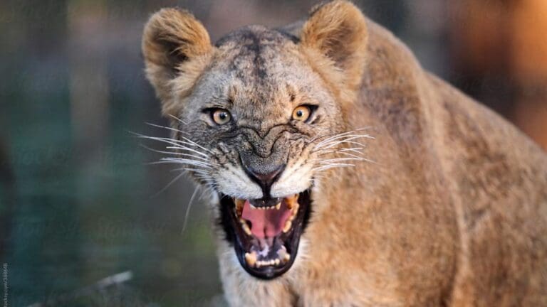 Detienen a 40 personas y decomisan más de 20 animales exóticos en Edomex