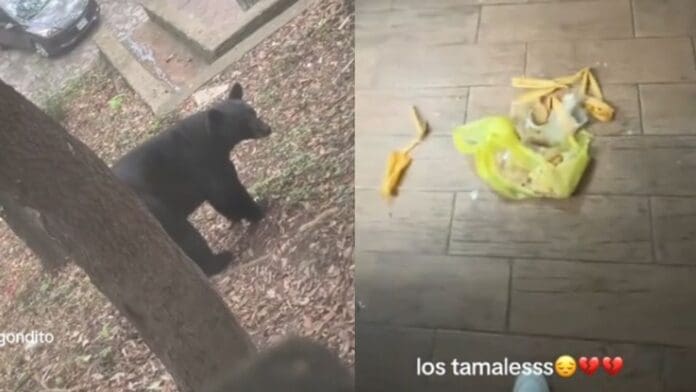 Video: Oso se mete a cabaña y se come almuerzo de un grupo de chicas en Nuevo León