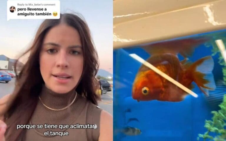 VIDEO: Joven se vuelve viral por comprar un “pez chueco” en Petco