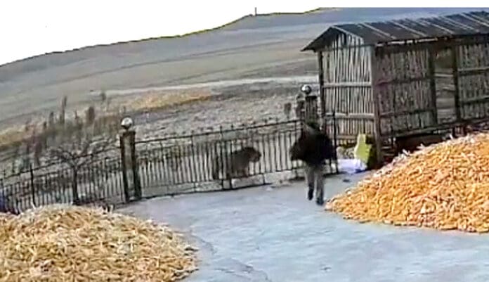Video: Ataca tigre siberiano a dos personas en China; muerde a una, pero salva la amputación