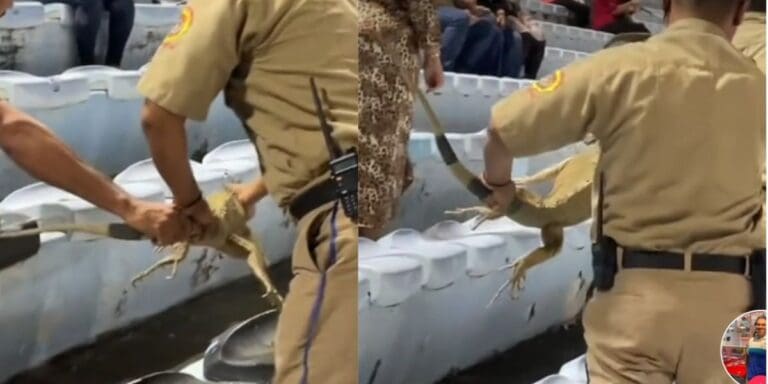 VIDEO: Atrapan a iguana en concierto de Luis Miguel en Tampico