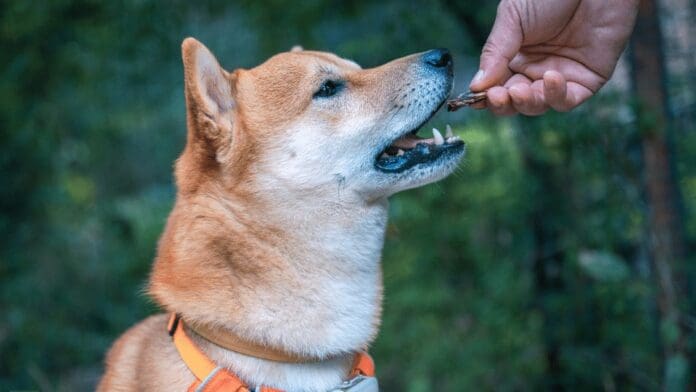 Despiden a maestra por dar a sus alumnos comida para perro en EU