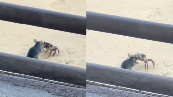 VIDEO: Se viraliza la pelea de un ratón con un cangrejo en TikTok