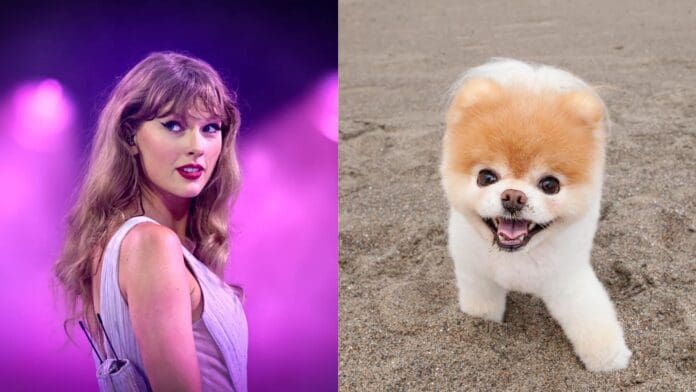 Dueños eligen 300% más el nombre Taylor para sus mascotas, gracias a la popular cantante