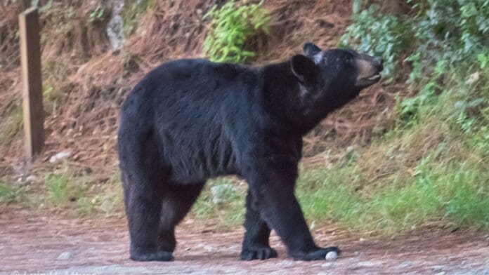 Ante avistamientos continuos de osos, habrá guardabosques en Nuevo León