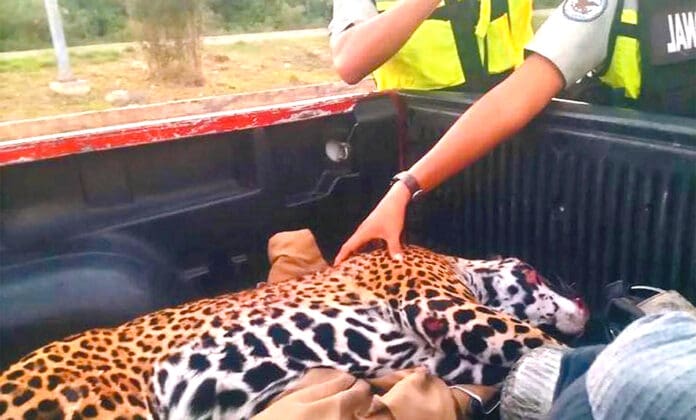 Pagan militares para sacrificar jaguares y venados en la ruta del Tren Maya
