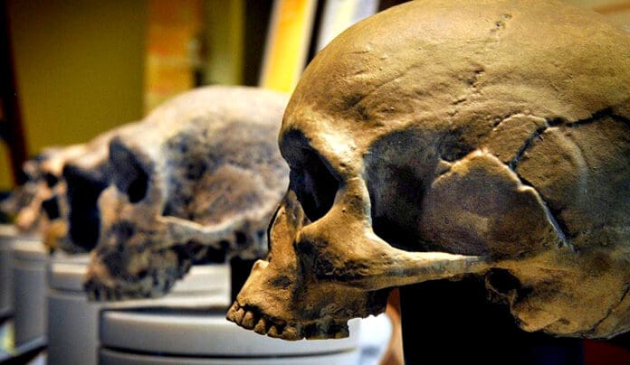 Localizan cráneos enormes de nueva especie humana extinta hace 300 mil años