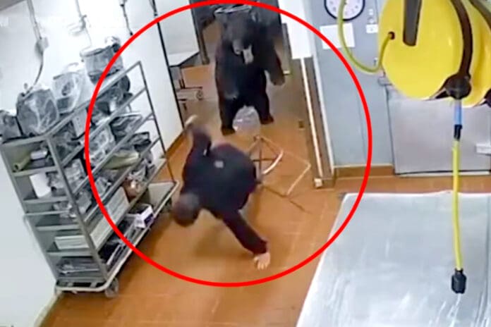 Video: Ataca oso a trabajador y saquea sección de carnes de un supermercado