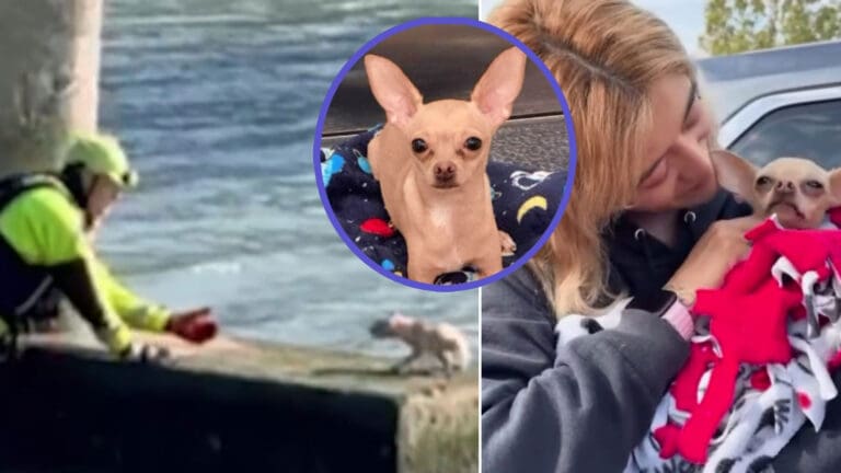 Bomberos rescatan a Chihuahua atrapado en un canal; el perrito protagoniza conmovedor encuentro con su familia