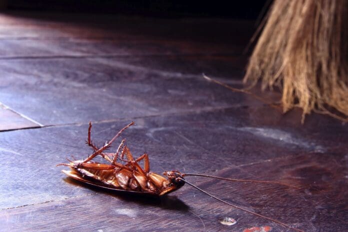 Remedios caseros para eliminar las cucarachas de tu hogar