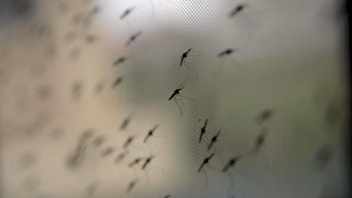 Aleja a los mosquitos con estos sencillos consejos respaldados por la ciencia