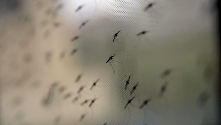 Aleja a los mosquitos con estos sencillos consejos respaldados por la ciencia