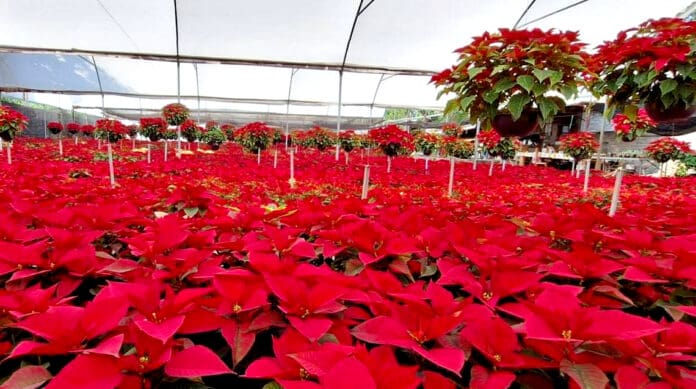 Es Día de la Flor de Nochebuena, ¿por qué lo celebra México?