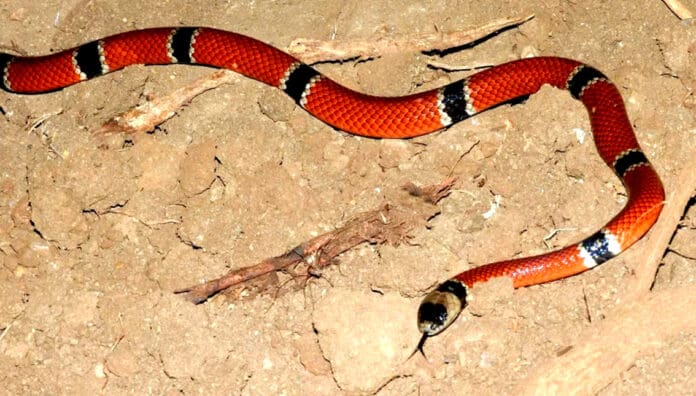 Hay 58 especies de víboras en la península de Yucatán; cinco son las más letales