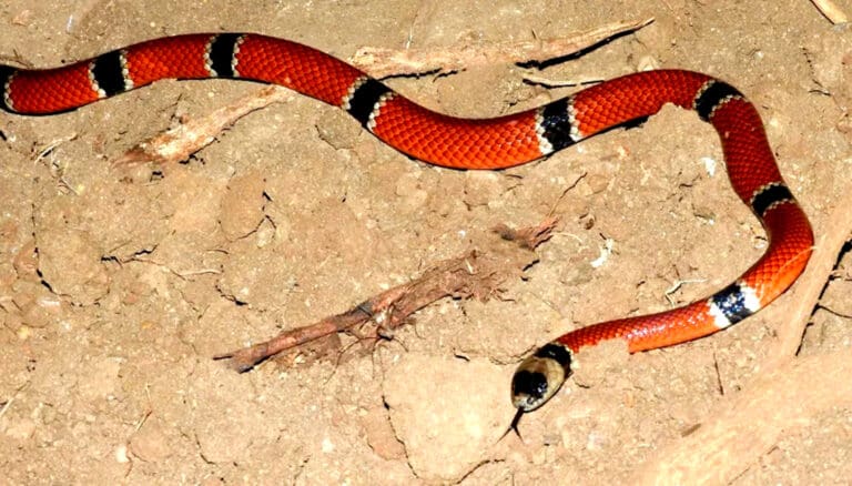 Hay 58 especies de víboras en la península de Yucatán; cinco son las más letales