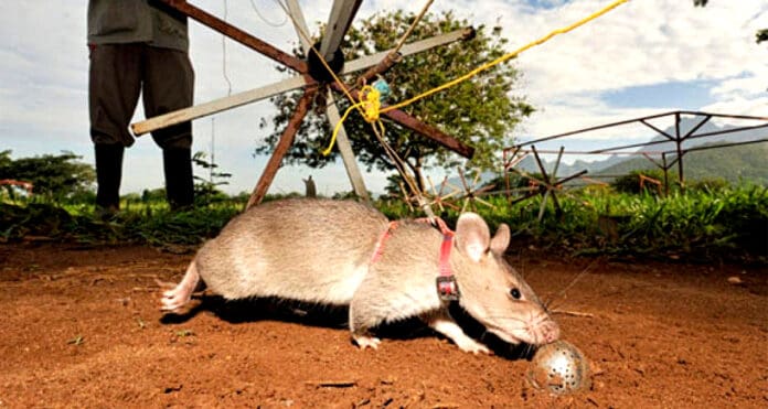 Video: Entrenan a ratas gigantes africanas para búsqueda y rescate