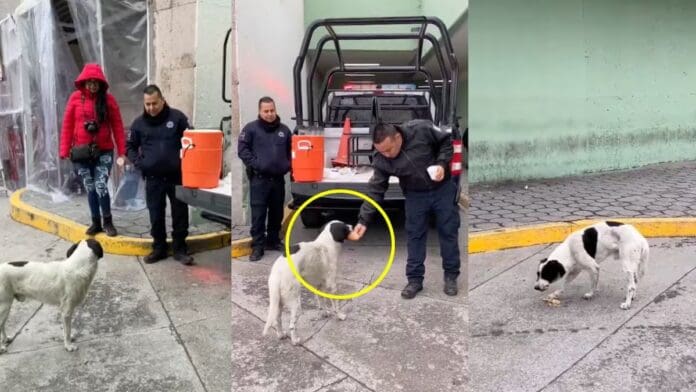 VIDEO: Policías comparten pan con perrito callejero y se hacen virales