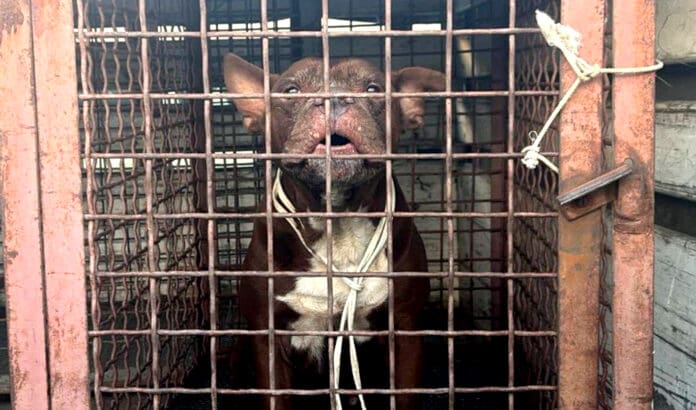 Ataca pitbull a bebé de un año y su abuelita en Nuevo León