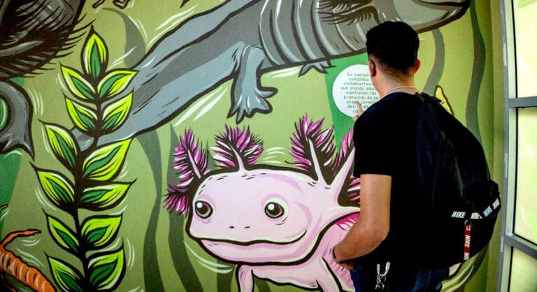 Exhiben “Monstruos del agua” en Ecuador; busca promover la protección al ajolote mexicano