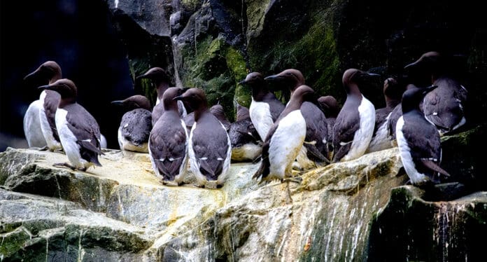 Video: Mata una sola ola de calor a millones de pingüinos en Alaska