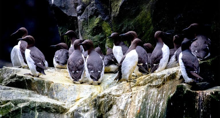 Video: Mata una sola ola de calor a millones de pingüinos en Alaska