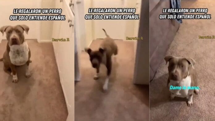 Video: Estadounidense adopta perrito pero solo entiende español, ¿cómo se enteró?