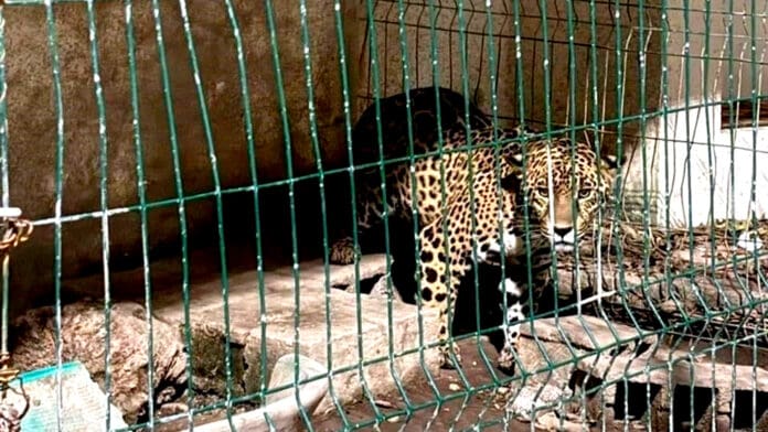 Hallan armas y un leopardo a exedil de San Luis Potosí