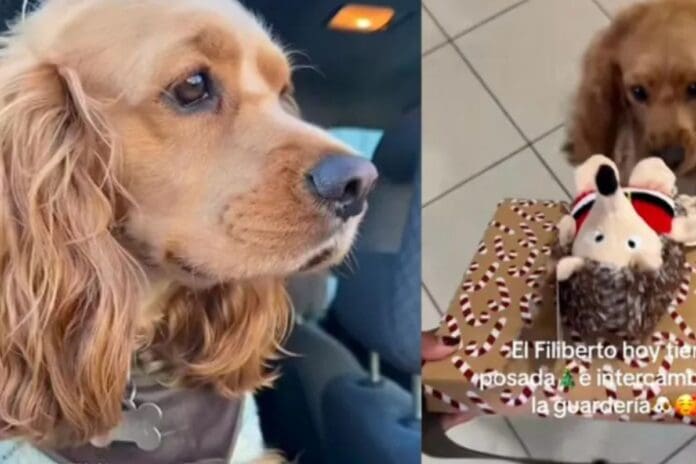 Perrito se hace viral al celebrar posada e intercambio de juguetes en su guardería