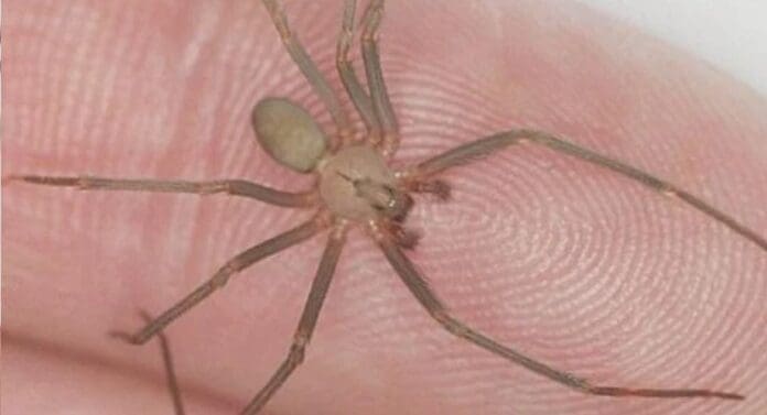 Sujeto sufre picadura de araña violinista en Puebla y le niegan la atención médica. Tuvo que viajar hasta la Cdmx.