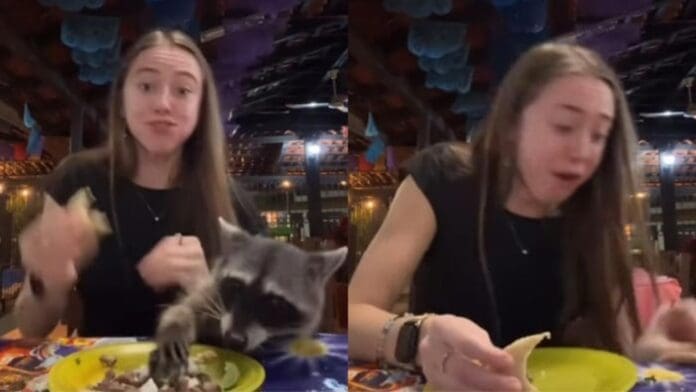 Video: Mapache le roba un taco a una mujer mientras comía en un restaurante