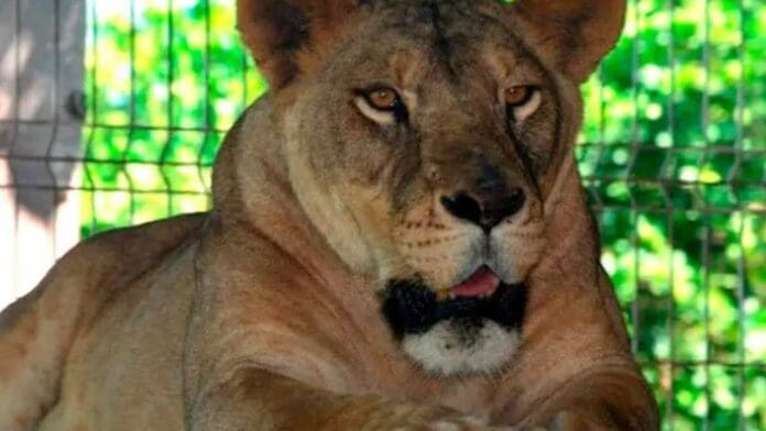 Rescatan a dos leones y 11 venados en jalisco