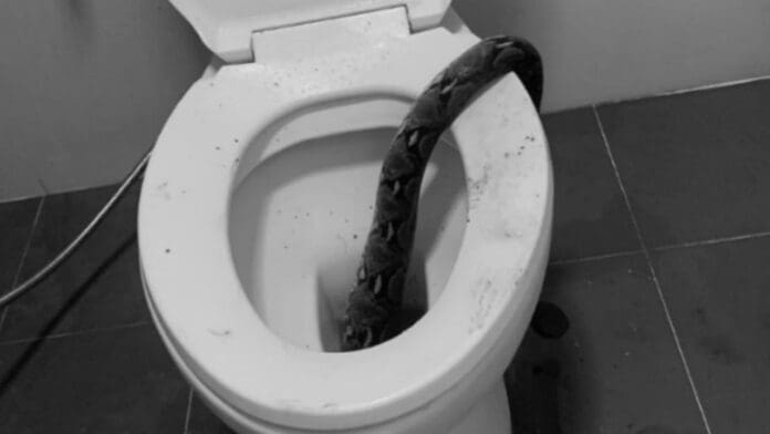 Serpiente oculta en un inodoro muerde a una mujer en Texas