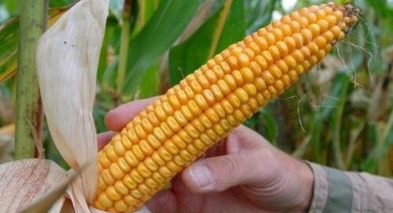 Informa la presidenta Claudia Sheinbaum que su gobierno prohibirá la siembra del maíz transgénico en México.