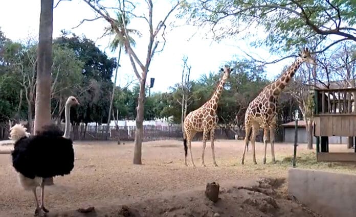 ¡Insólito! Se pierde una jirafa del zoológico de Culiacán, Sinaloa