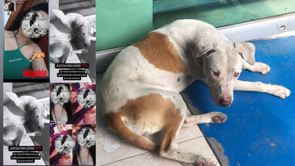 Perrito callejero pierde la vida en Michoacán; presuntamente adolescentes le colocaron un cuete en la boca