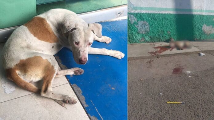 Perrito callejero pierde la vida en Michoacán; presuntamente adolescentes le colocaron un cuete en la boca